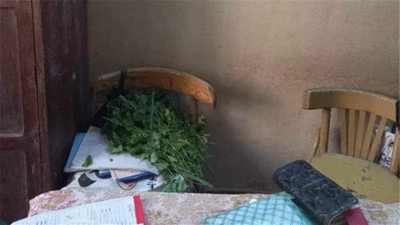 بيقطفوا ملوخية.. تفاصيل مثيرة في إحالة مدير مدرسة للتحقيق