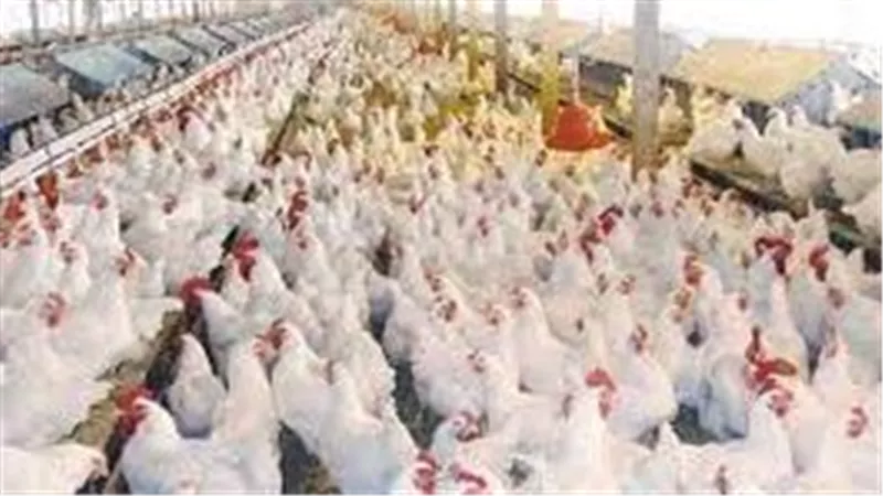 الزراعة تكشف حقائق جديدة.. القصة الكاملة لنحر سلالات دواجن مصرية نادرة