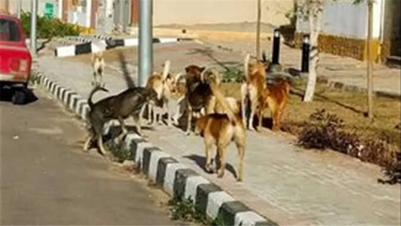 القصة الكاملة.. لغز تقييد 11 كلبًا وتكميم أفواهها أمام فندق شهير بـ6 أكتوبر