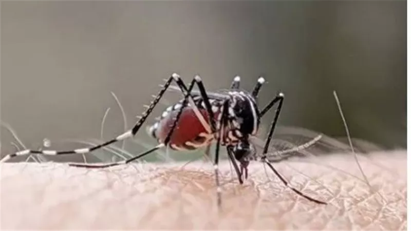 ما القصة ؟.. تفاصيل إطلاق الملايين من بعوضة مصرية مُعدلة وراثيا في الجو