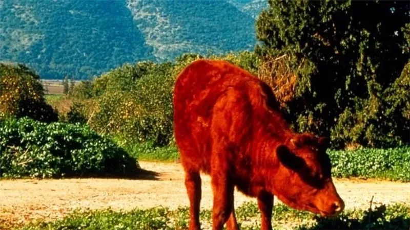 إسرائيل وجدتها أخيرًا.. ما قصة البقرة الحمراء آخر نبوءة لهدم المسجد الأقصى؟