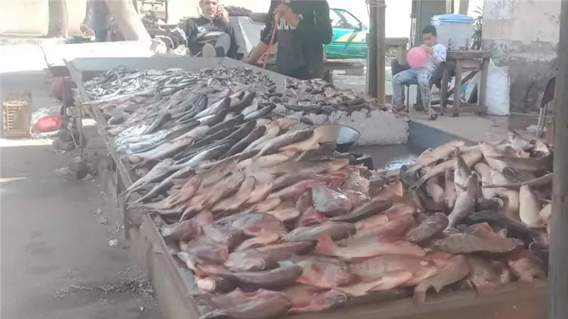 خليها تعفن.. حقيقة صورة دفن الأسماك الميتة بسبب حملة المقاطعة