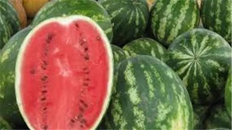 أول رد من الزراعة.. حقيقة وجود بطيخ مسرطن بالأسواق