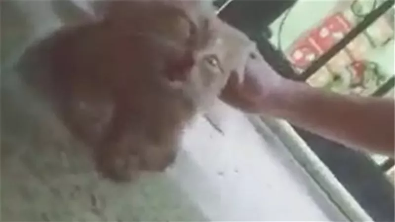 عذبها والفيديو انتشر.. تفاصيل القبض على شاب بسبب قطة
