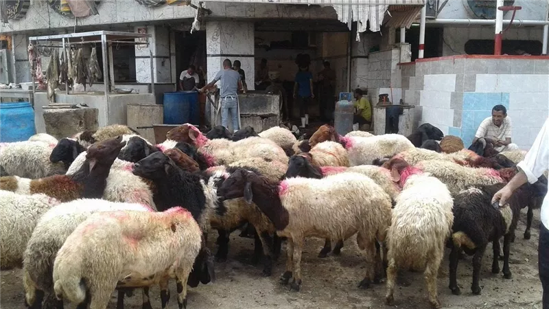 الطب البيطري يجيب.. ما هي الشروط المتبعة قبل وبعد الأضحية؟