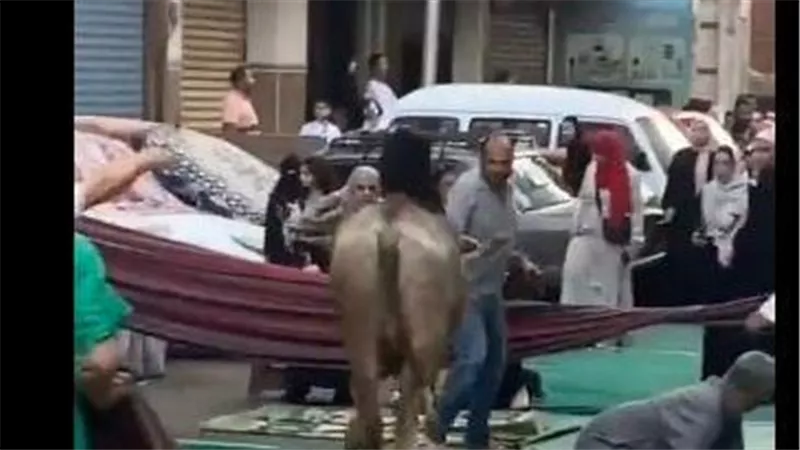 لقطات مثيرة.. عجل هارب يقتحم صلاة العيد | شاهد
