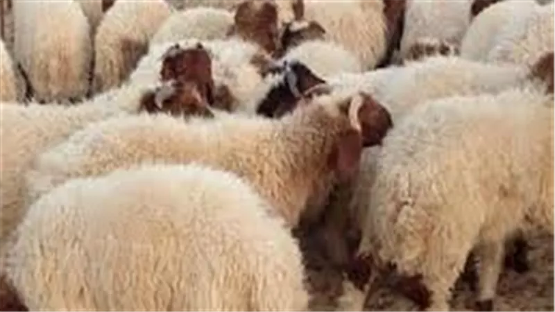الافتاء تجيب.. ما حكم تصوير الأضحية ونشرها على مواقع التواصل الاجتماعي؟