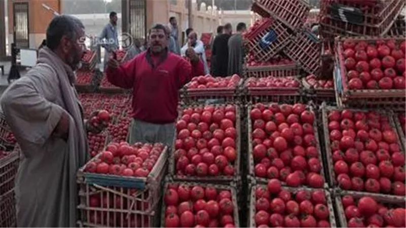 بعد وصولها لـ ٤٠ جنيهًا.. مفاجأة جديدة بشأن أسعار الطماطم