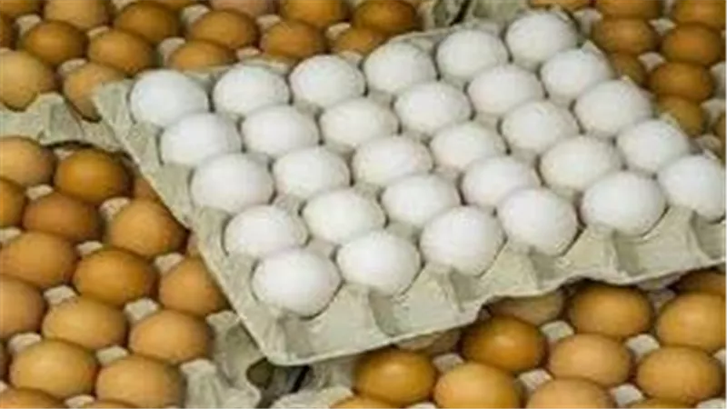 الطبق بـ150 جنيه.. تفاصيل مبادرة الزراعة لطرح بيض المائدة في المحافظات | فيديو