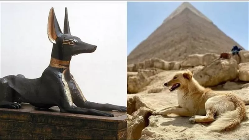 لغز تسلق هرم خوفو..القصة الكاملة لـ كلب الأهرامات وعلاقتة بالمعبود أنوبيس | فيديو 