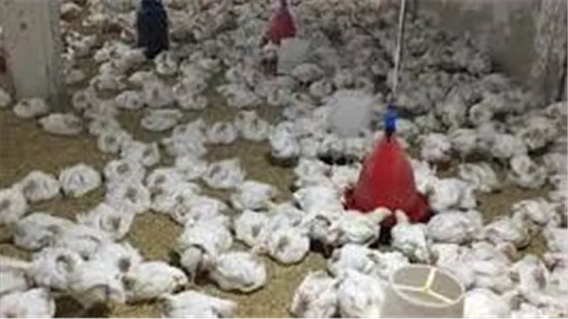 زراعة النواب عن ارتفاع أسعار الدواجن: نستورد 80 % من الأعلاف | فيديو