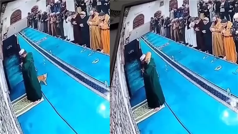 مشهد يشعل السوشيال ميديا.. قطة تقفز على كتف إمام مسجد أثناء صلاته | فيديو 
