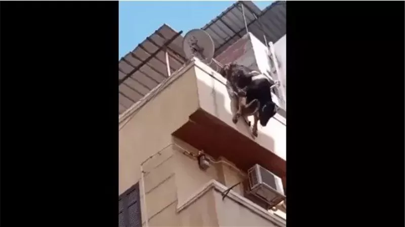  العجل هرب.. نهاية مأساوية لنقاش الهرم بسبب أضحية العيد 