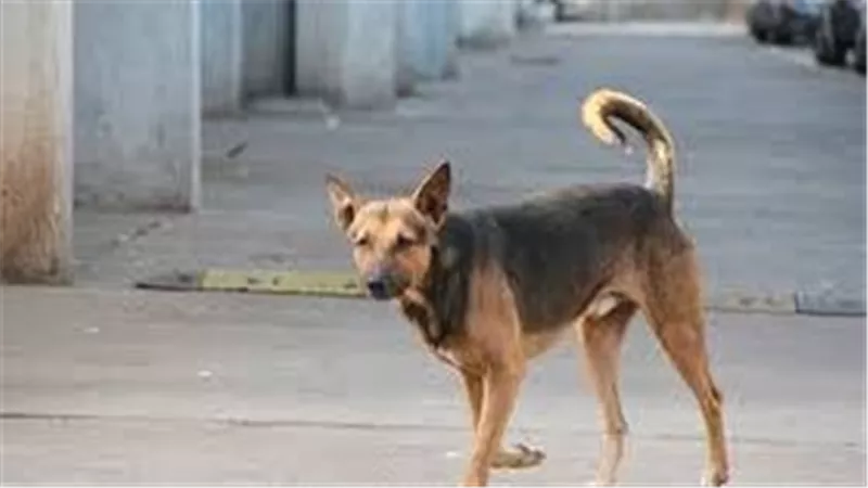بعد هجوم سوهاج.. كلب ضال يروع قرية ببني سويف ويصيب 8 أشخاص