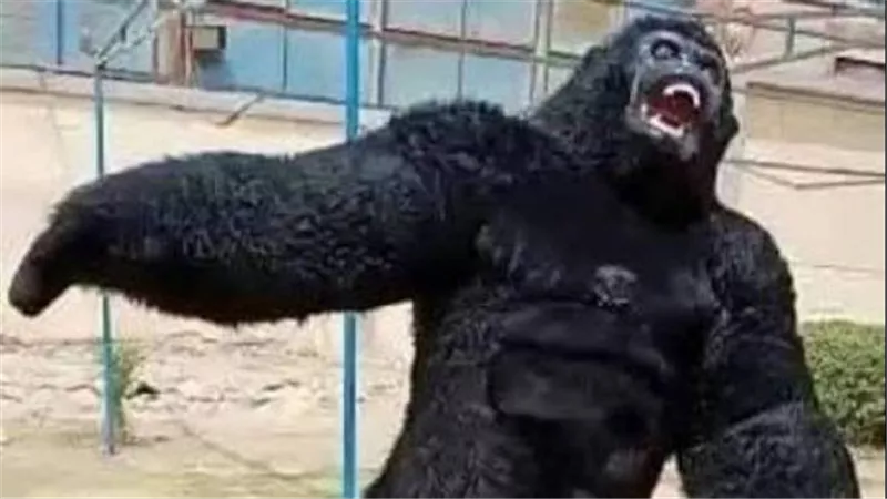 تفاصيل مثيرة.. الغوريلا تفسد حفل خطوبة وتتسبب في طعن شقيق العريس وآخرين بالجيزة 